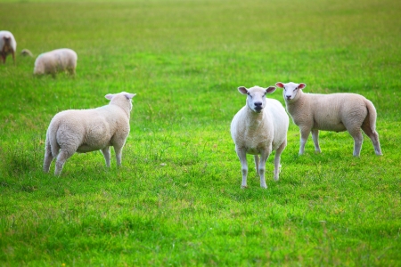 Sheep in green meadowの写真素材