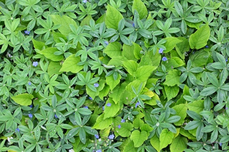 Green leafs on the ground of a gardenの写真素材