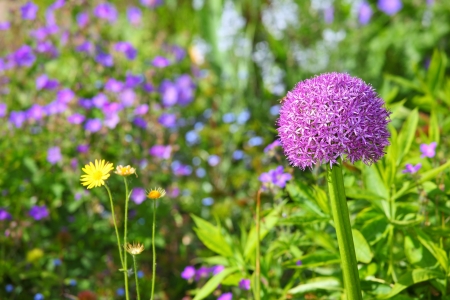 Purple allium blooming in a gardenの写真素材
