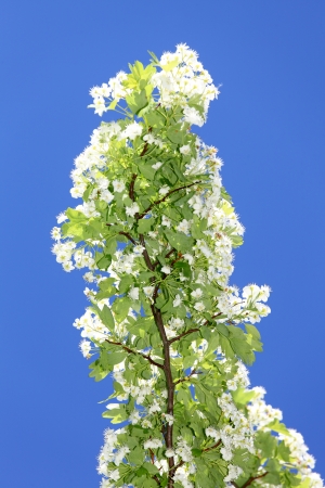 Branch of a tree with white blossomの写真素材