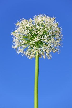 White allium blooming in a gardenの写真素材