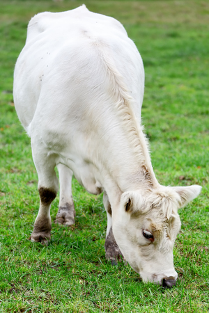 Cow standing on a green meadowの写真素材