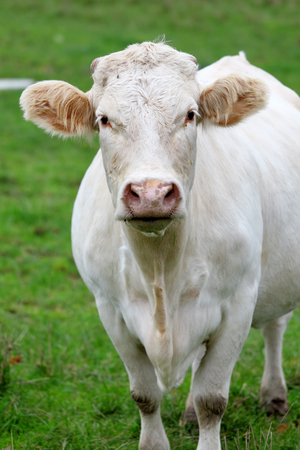 Cow standing on a green meadowの写真素材