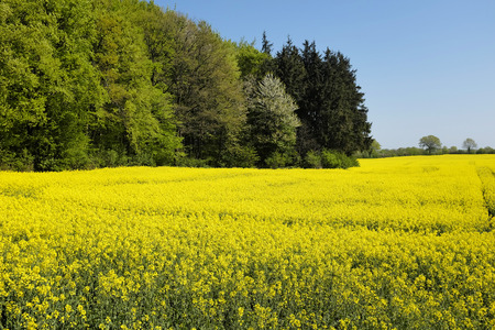 Field of canola in front of a forrestの写真素材