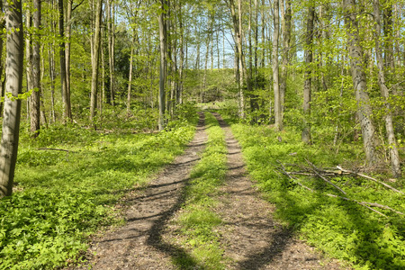 Beautiful forrest in the morning sun in springの写真素材