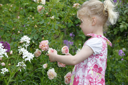 Adorable young girl enjoys some roses in the gardenの写真素材
