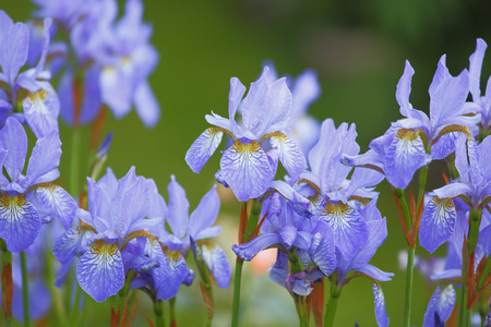 Bunch of blue iris flowers in the gardenの写真素材