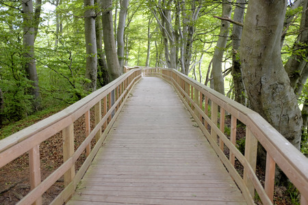 Wooden Trail in a sunny forrestの写真素材