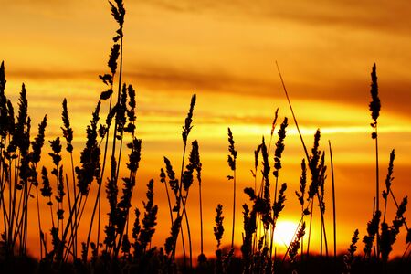 A beautiful sunset on the lake with reed in foregroundの写真素材