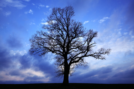 Silhouette of a tree with dark clouds in backgroundの写真素材