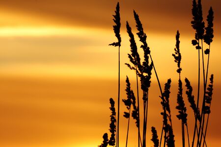 A beautiful sunset on the lake with reed in foregroundの写真素材