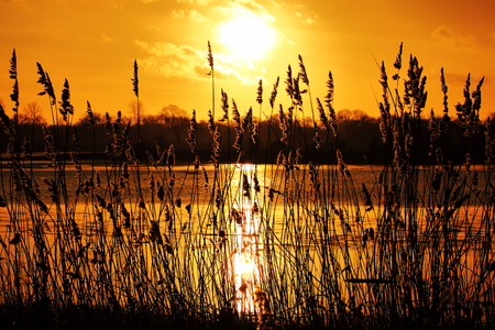 A beautiful sunset on the lake with reed in foregroundの写真素材