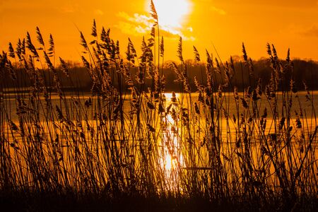 A beautiful sunset on the lake with reed in foregroundの写真素材
