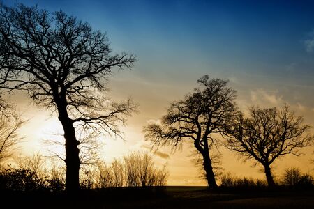 Silhouette of some trees at sunsetの写真素材
