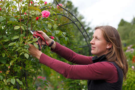 Happy young woman cuts some roses in the gardenの写真素材