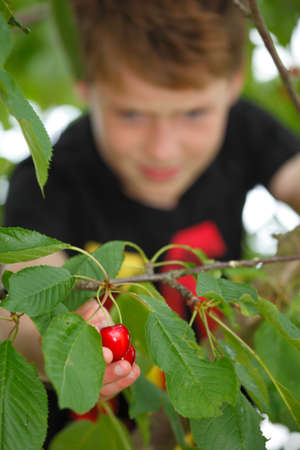 Young boy picks a cherry from a treeの写真素材