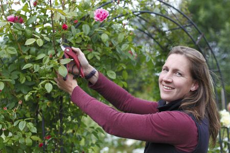 Happy young woman cuts some roses in the gardenの写真素材