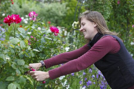 Happy young woman cuts some roses in the gardenの写真素材