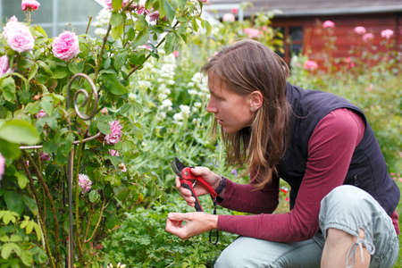 Happy young woman cuts some roses in the gardenの写真素材