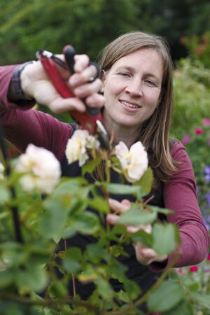 Happy young woman cuts some roses in the gardenの写真素材