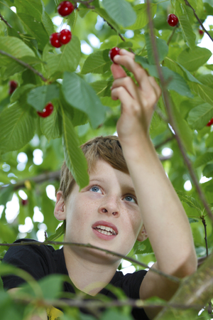 Young boy picks a cherry from a treeの写真素材