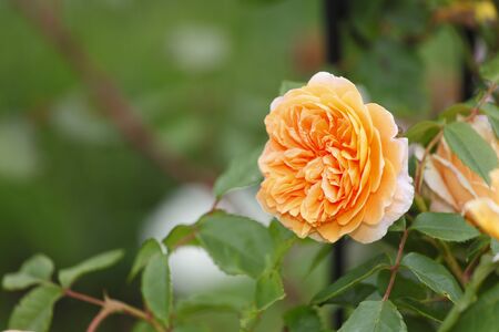 Bright yellow rose in the gardenの写真素材
