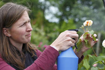 Happy young woman sprays some roses in the garden