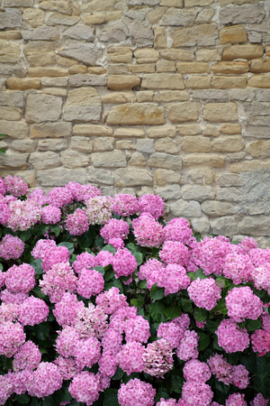 Some pink hortensia in front of a stone wallの写真素材