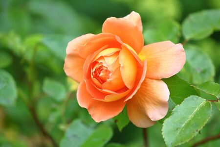 Yellow orange rose in the gardenの写真素材