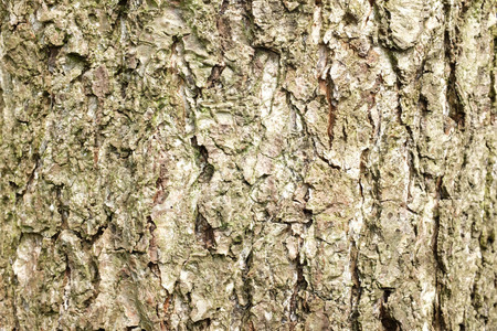 Close up of tree bark
