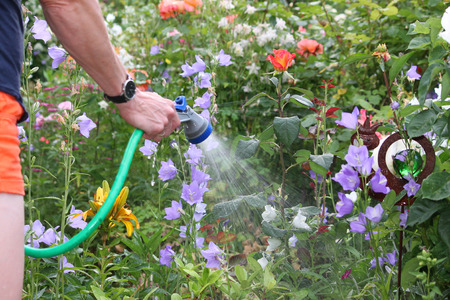 Woman irrigates some flowers in the gardenの写真素材