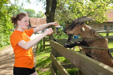Young teenage girl feeds a goatの写真素材