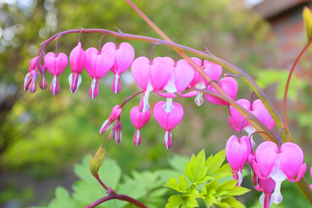 Close up of a bleeding heart flower in springの写真素材