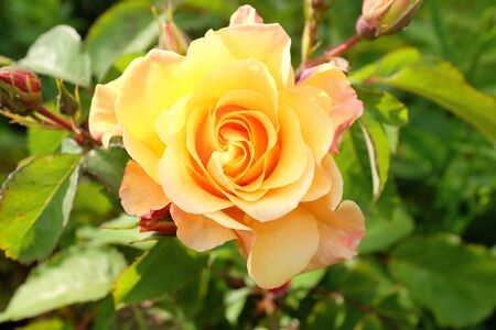 Yellow orange rose in the gardenの写真素材