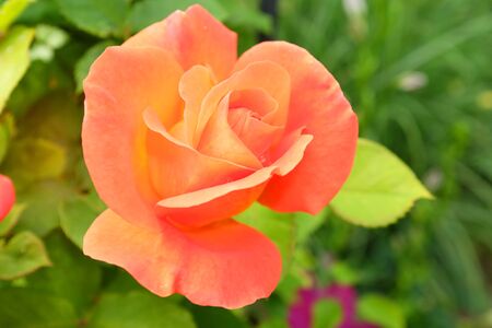 Yellow orange rose in the gardenの写真素材