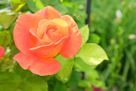 Yellow orange rose in the gardenの写真素材