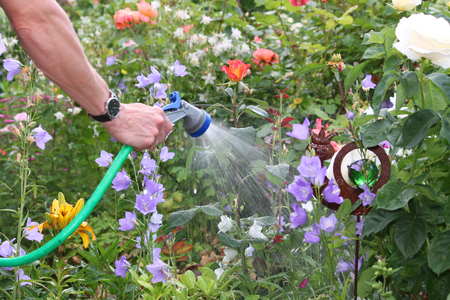 Woman irrigates some flowers in the gardenの写真素材