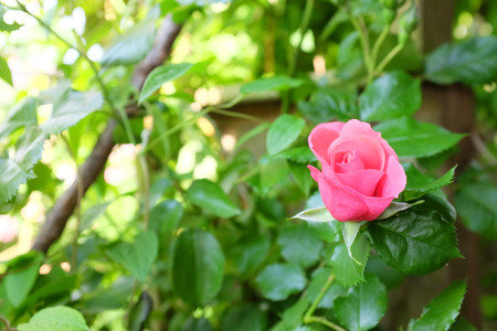Pink rose in the gardenの写真素材