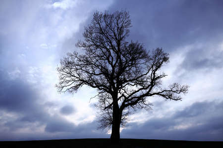 Silhouette of a tree with dark clouds in backgroundの写真素材