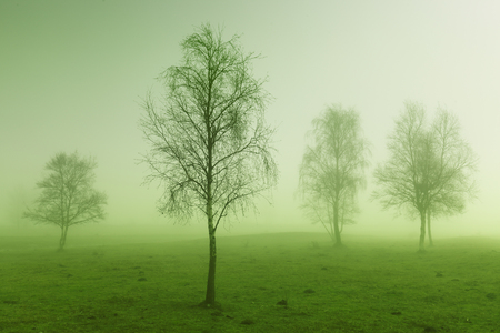 Some trees in mysterious green morning lightの写真素材
