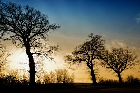 Silhouette of some trees at sunsetの写真素材
