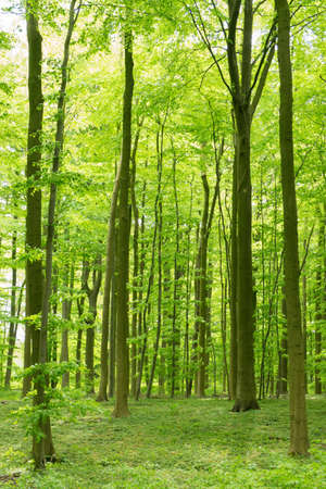 Beautiful forrest in the morning sun in springの写真素材