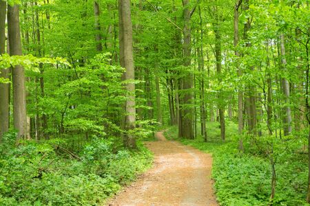 Beautiful forrest in the morning sun in springの写真素材