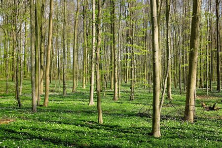 Beautiful forrest in the morning sun in springの写真素材