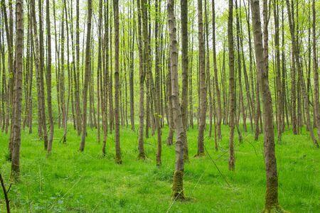 Beautiful forrest in the morning sun in spring