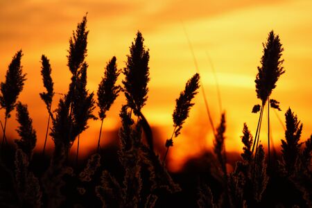 A beautiful sunset on the lake with reed in foregroundの写真素材