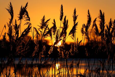 A beautiful sunset on the lake with reed in foregroundの写真素材