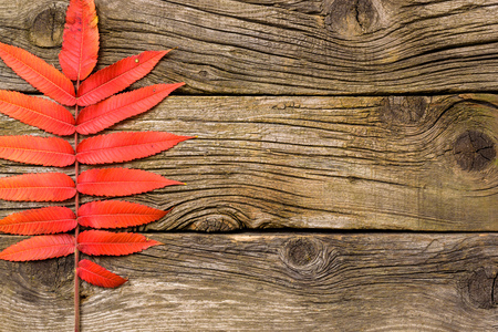 Autumn Leaves over wooden background.Fall. Wood Background With copy spaceの写真素材