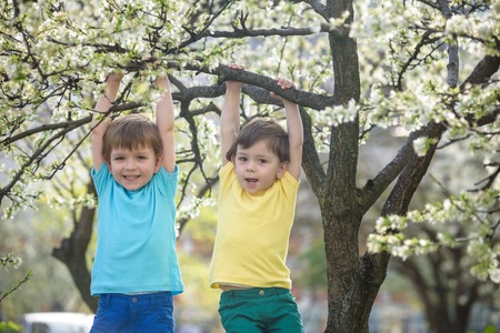 Two boys brothers kids hanging from a blossom spring tree and having fun in the natureの写真素材