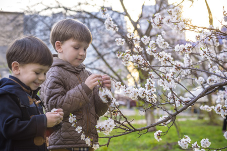 Happy little brothers kids in spring garden with blooming trees, outdoors.の写真素材